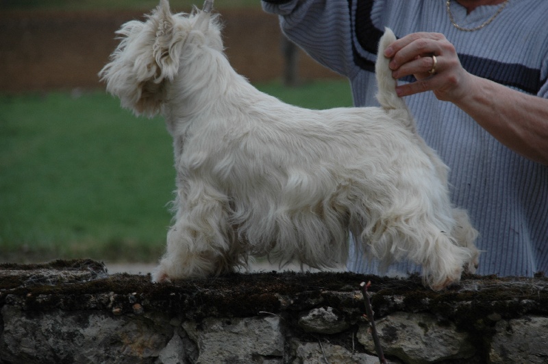 Daberlour Vvs diamond